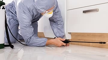 Dedetização de baratas